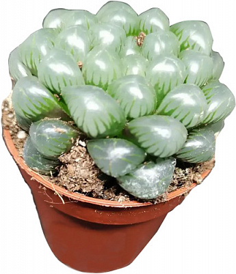 Сукулент Хавортія Cooperi мікс d5/h7