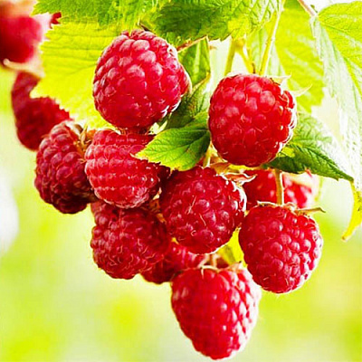 Растение Рубус Малина зюганая d15/h50