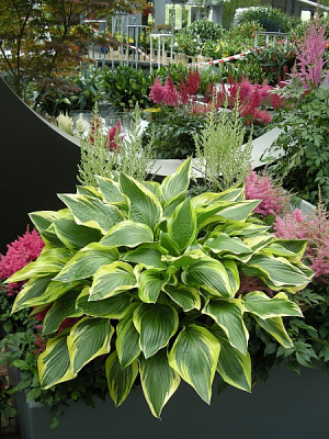 Корневище хосты Дон Стивенс 1 шт. 