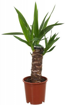Рослина Юкка 11х45 см