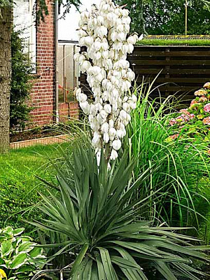 Корневище юкки 1 шт. 