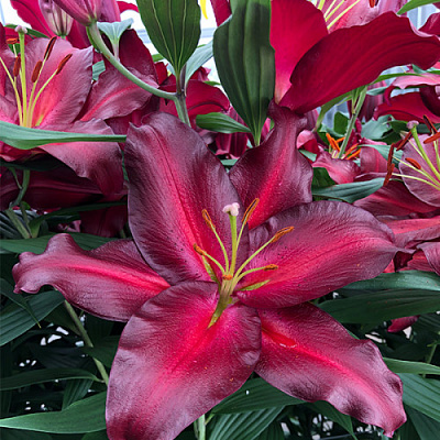 Цибулина Яскрава Лілія гігант Avinger