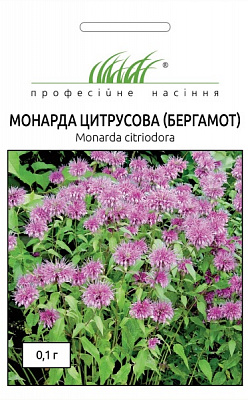 Насіння Професійне насіння монарда (бергамот) 0,1 г (4823058200330)