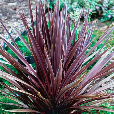 Растение Кордилина южная Пурпуреа/CORDYLINE australis Purpurea С3/Н 40-60