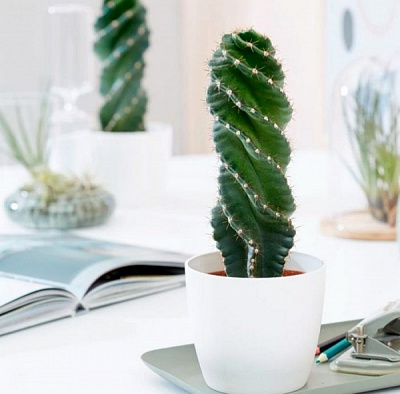 Растение Цереус форбези d14 h15