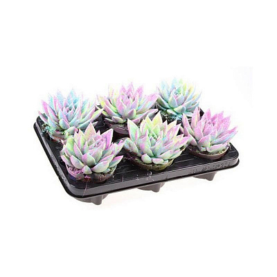 Растение Эхеверия 10х12 Miranda крашеная Multi Glitter микс