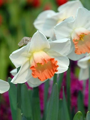 Цибулина нарциса Пінк Чарм 3 шт. TUBERBULB Export B.V.