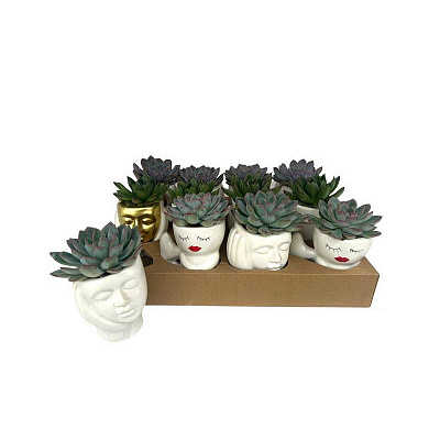 Растение Эхеверия 09х10 микс в декоративном кашпо