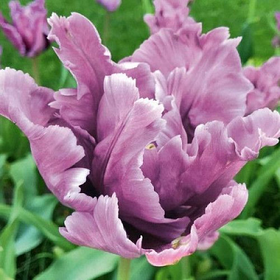 Луковица Яскрава Тюльпан попугайный James Last 3 шт. 