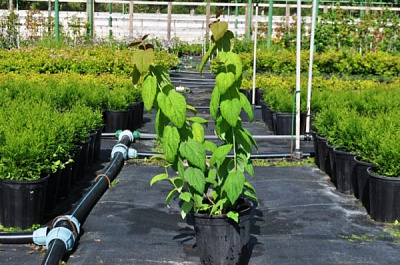 Растение Спирея С3