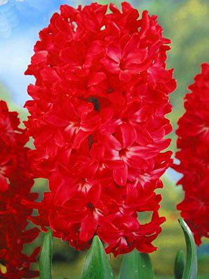 Луковица Яскрава Jan Bos 2 шт. 