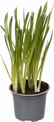 Растение комнатное Нарцисс 3рр d12 h30