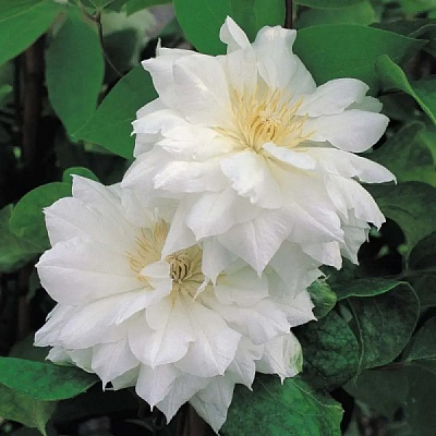 Саженец Клематис Duchess of Edinburgh (K23-S23 h40-60 C2)