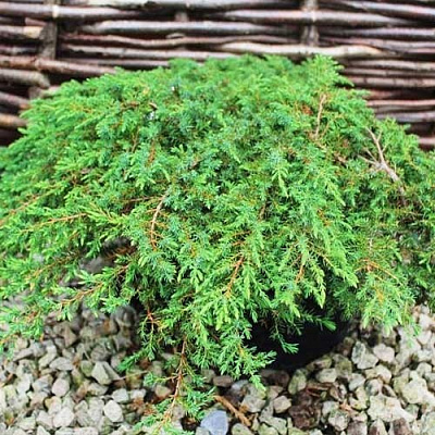 Растение Можжевельник Грин Карпет d15/h25