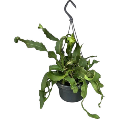 Растение Эпифиллум 14х30 Guatamalense в подвесе