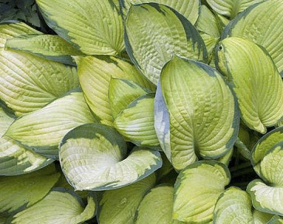 Корневище Яскрава Хоста Gold Standard 1 шт. 