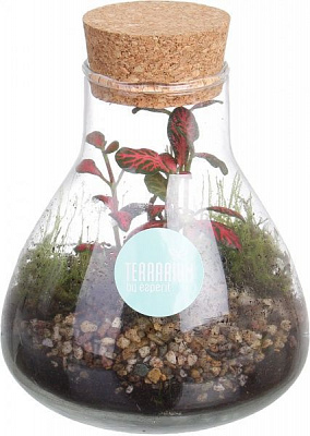 Тераріум у пляшці 10x14 см