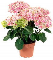 Рослина Гортензія Macrophylla early rosa 5/6 14х40 см