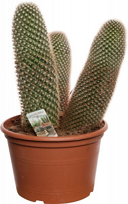 Кактус цериус d19 / 50 см