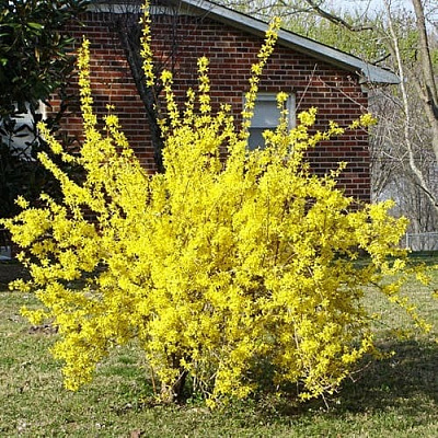 Растение Форзиция Линвуд С2 H20-40