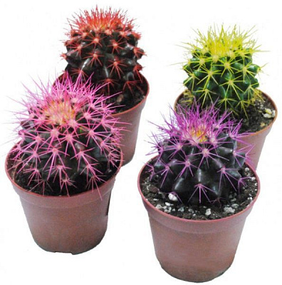 Растение Цветные кактусы в цветных плошках 18/20