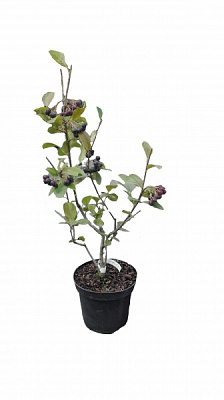 Саженец Арония (3 л)