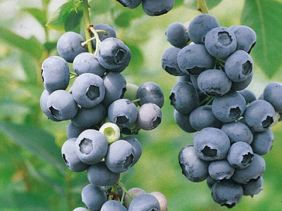 Рослина Лохина Герберт 1,5 л