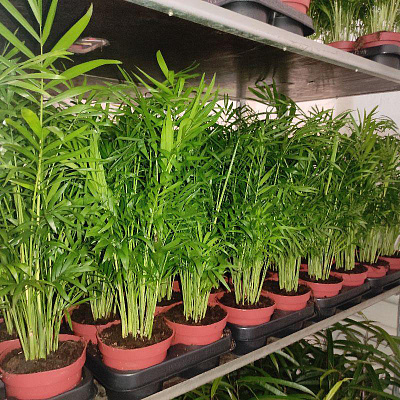 Растение Хамедорея 12х40-45 Elegans