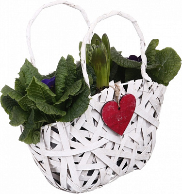 Рослина Гіацинт + Примула 2 овал серце в кошику