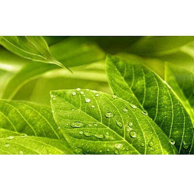 Плитка Golden Tile RELAX зелений декор №1 494311 25x40