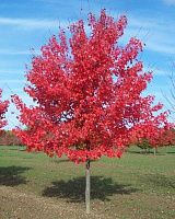 Рослина Клен червоний Acer rubrum h 250-300 см d 6-8 см