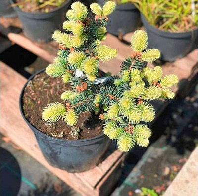 Ялинка колюча / Picea pungens Bialobok C30