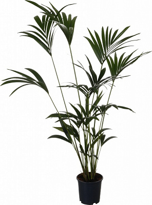 Рослина Ховея 19/100