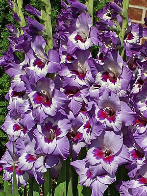 Клубнелуковица гладиолуса Виста 3 шт. 