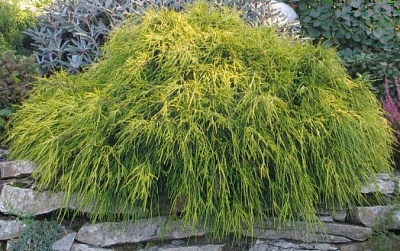 Растение Кипарисовик горохоплодный Санголд / Chamaecuparis pisifera Sungold С7.5 /Н 30-40