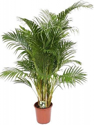 Растение Пальма Арека 27/150