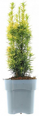 Рослина Тис ягідний David (V21 C5)