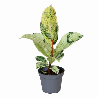 Рослина Фікус еластика 06х10 Schrijveriana