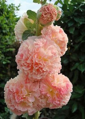 Корневище Мальвы Пич энд Дримс