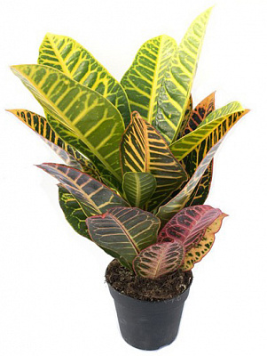 Растение Кротон Петра 17/65