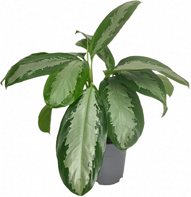 Рослина Аглаонема 21/80