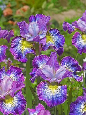 Кореневище Heemskerk Vasteplanten B.V. півника Хау Адюкейшн 1 шт.