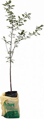 Саджанець Вишня в асортименті 3 р (L.15)