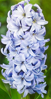 Луковица Яскрава Blue Eyes 2 шт. 