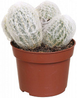 Растение Кактус 11х20 см