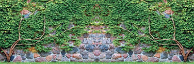 Фотосетка Плющ с камнем 300х100 см 