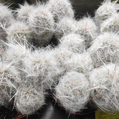 Растение Кактус 12х17 Oreocereus Trollii