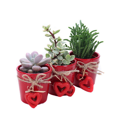 Рослина Сукуленти 07х15 мікс у керамічному кашпо з серцем