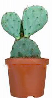 Кактус стайнесі d11/h12