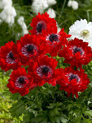 Коренебульба анемони Говернор 5 шт.